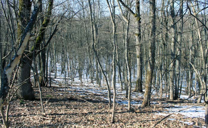 Лес в окрестностях Горячего Ключа