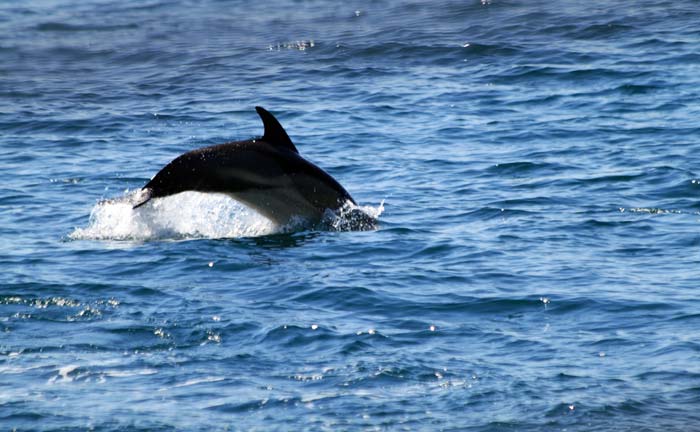 Дельфин в Ялте