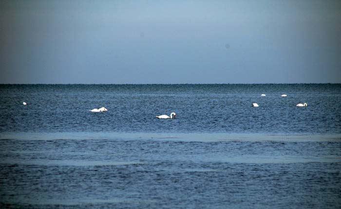 Лебеди в черном море