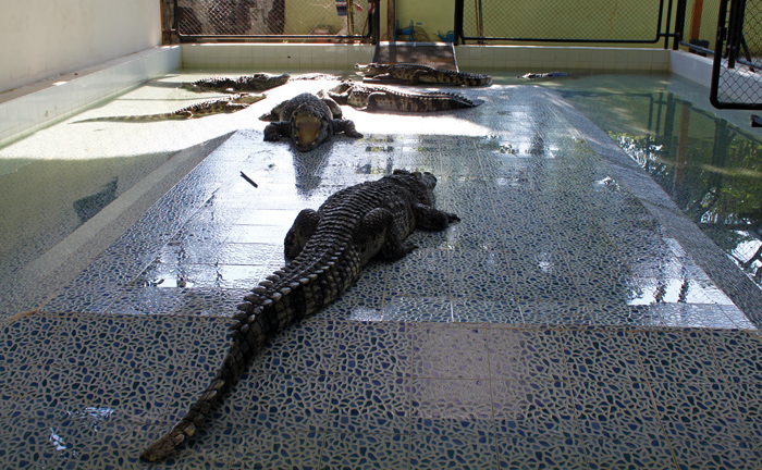 Шоу крокодилов на Ко-Чанге