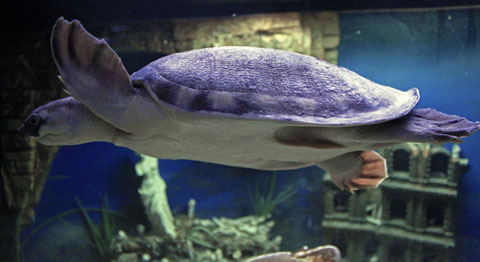 Черепаха в аквариуме на ВДНХ